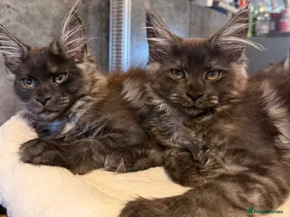 Maine Coon cats Beautiful black smoked female ready to leave - Advert 6