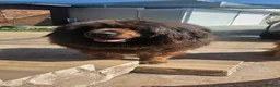 Tibetan Mastiff dogs for sale: World Top calss Tibean Mastiff! Pure blood line  in Lanark - Advert 7