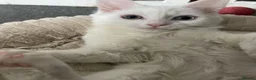 Mixed Breed cats for sale: Extremely friendly bio eye white fluffy girl - Advert 6