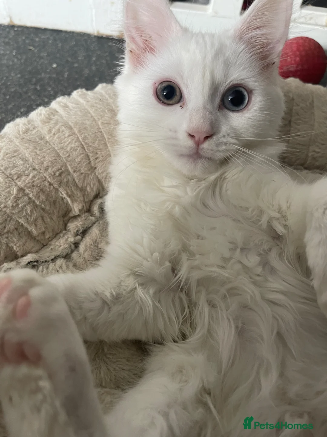 Mixed Breed cats for sale: Extremely friendly bio eye white fluffy girl - Advert 6
