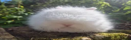Angora rabbits for sale: 💜 Gorgeous Teddydwerg babies- parents imprted 💜 - Advert 4