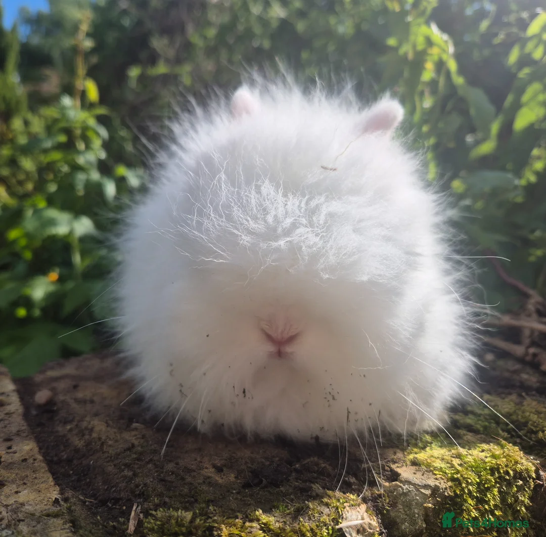 Angora rabbits for sale: 💜 Gorgeous Teddydwerg babies- parents imprted 💜 - Advert 4