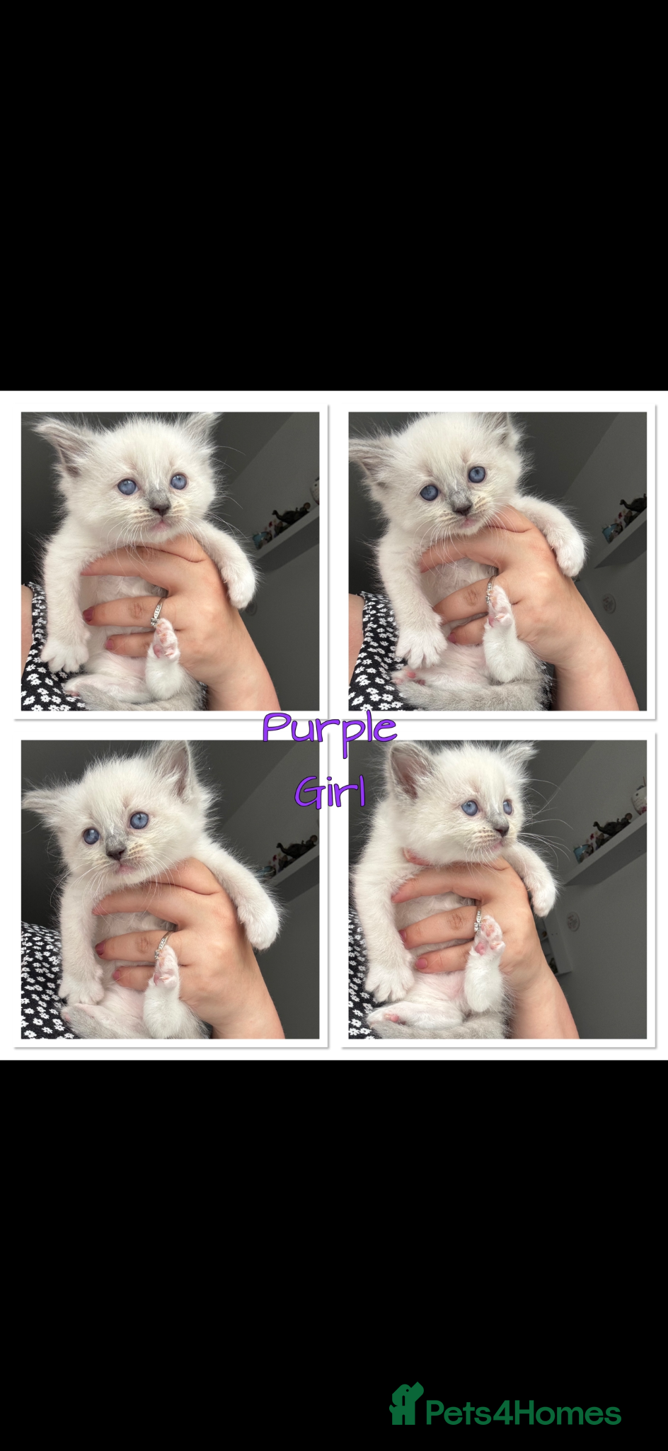 Ragdoll cats Adorable Ragdoll Kittens Ready 2 leave Tuesday - Advert 2