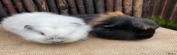 Guinea Pig rodents for sale: Lovely bonded baby boys - Advert 2