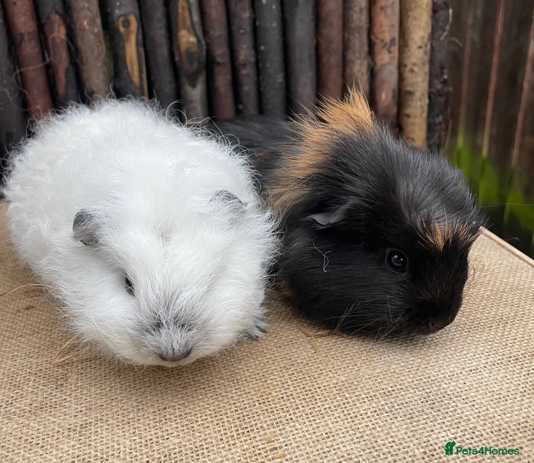 Guinea Pig rodents for sale: Lovely bonded baby boys - Advert 2