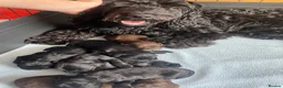 Cockapoo dogs for sale: F1b Beautiful Cockapoo puppies  - Advert 2