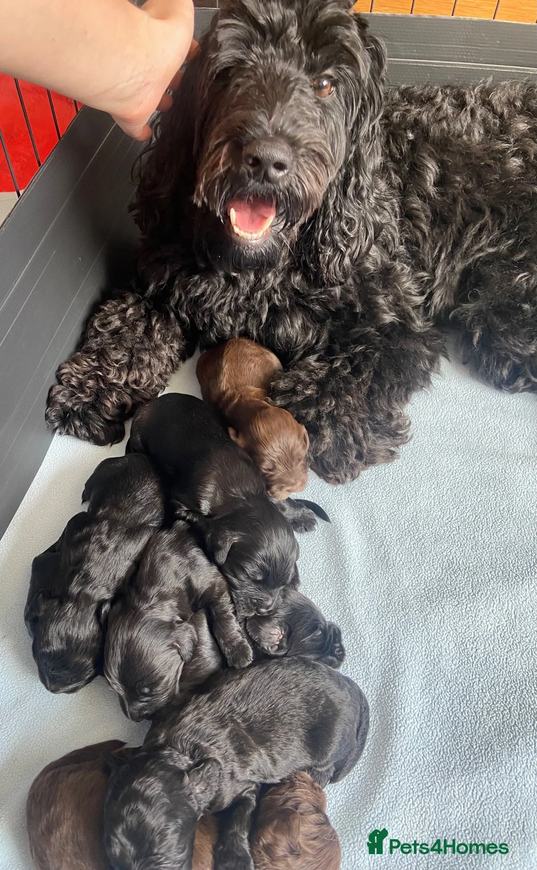 Cockapoo dogs for sale: F1b Beautiful Cockapoo puppies  - Advert 2