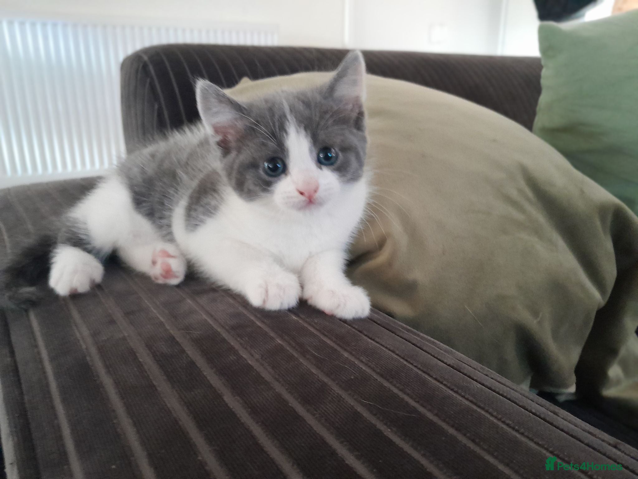 Mixed Breed cats Stunning Grey and White Kitten - Advert 1