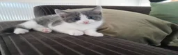 Mixed Breed cats for sale: Stunning Grey and White Kitten - Advert 1