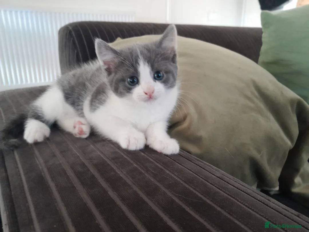 Mixed Breed cats for sale: Stunning Grey and White Kitten - Advert 1
