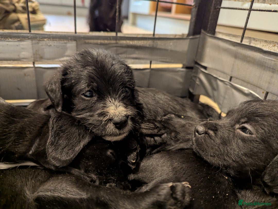 Mixed Breed dogs for sale: Stunning Puppies Ready to go 10 November - Image 16