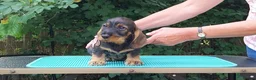 Dachshund dogs for sale: Standard Wirehaired Dachshund - Advert 17