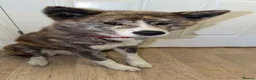 Akita dogs for sale: Female Japanese Akita  in ELY - Advert 4
