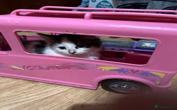 Mixed Breed cats for sale: Fluffy kittens  - Image 5