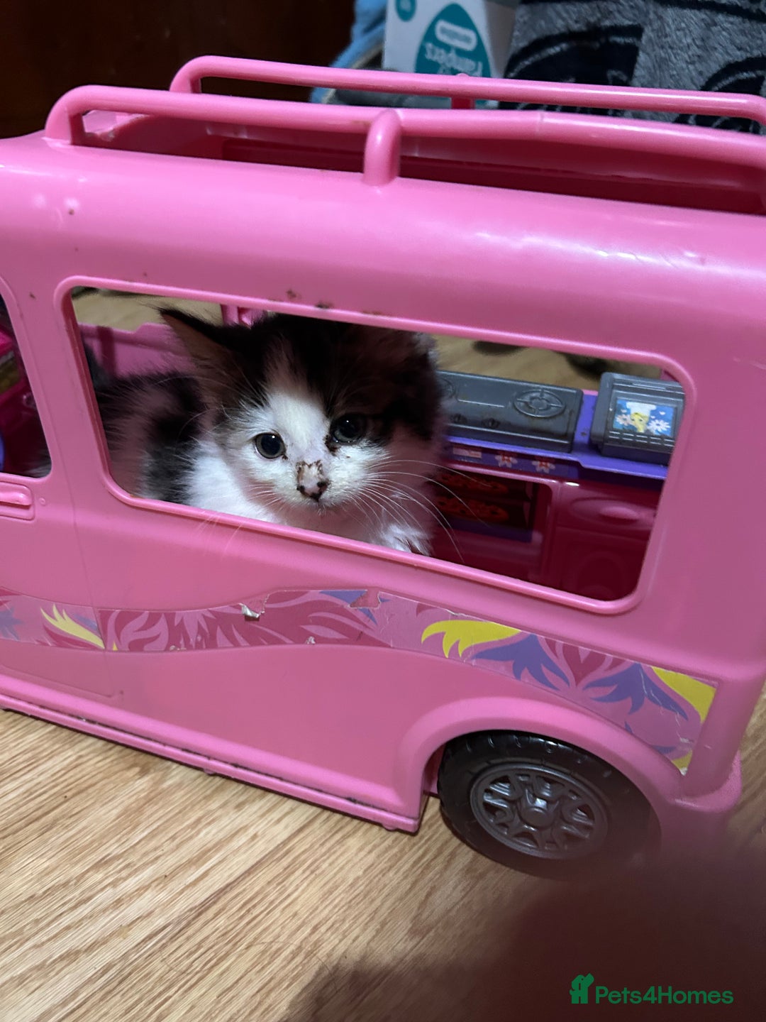 Mixed Breed cats for sale: Fluffy kittens  - Image 5