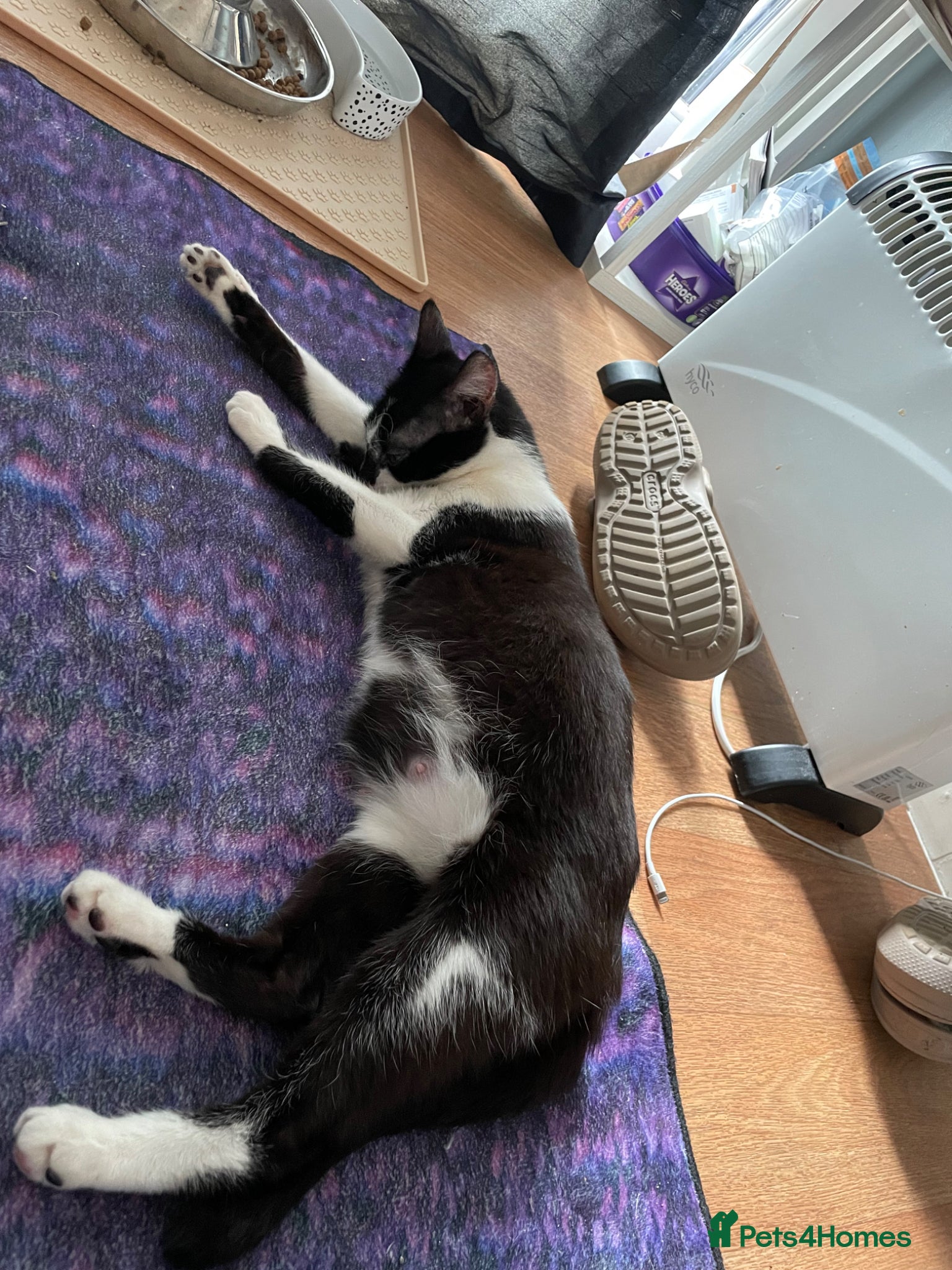 Mixed Breed cats Beautiful BENGAL X BRITISH SH KITTENS  - Advert 2