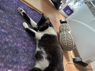 Mixed Breed cats Beautiful BENGAL X BRITISH SH KITTENS - Advert 2