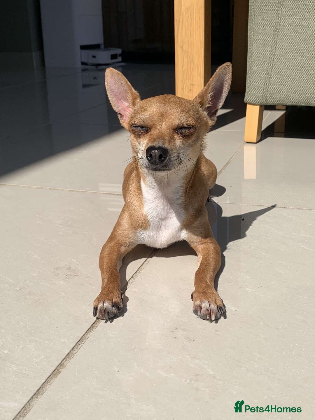 Chihuahua dogs for sale: Mum and daughter chihuahua must go together  - Advert 8