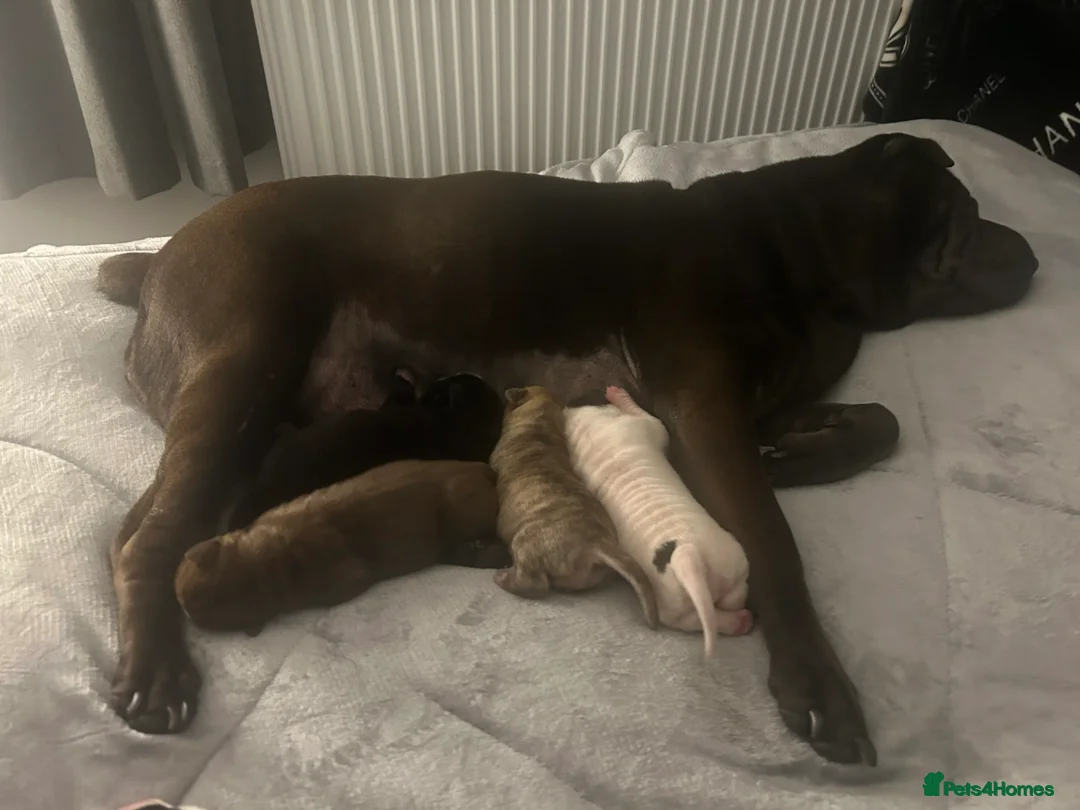 Mixed Breed dogs for sale: PUPPIES READY FOR NEW HOMES - 8 WEEKS+ OLD  - Advert 9