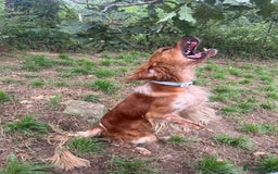 English Setter dogs for adoption: Piti  - Image 5