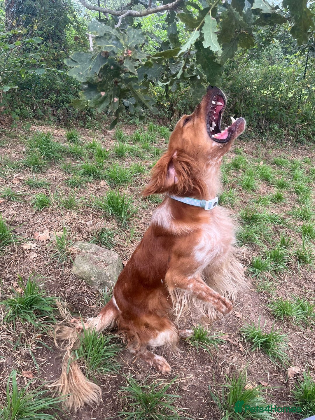 English Setter dogs for adoption: Piti  - Image 5
