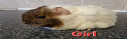 Guinea Pig rodents for sale: Guinea pigs for sale £25 each  - Advert 1