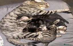 Bengal cats for sale: bengal x ragdoll kittens  - Image 1