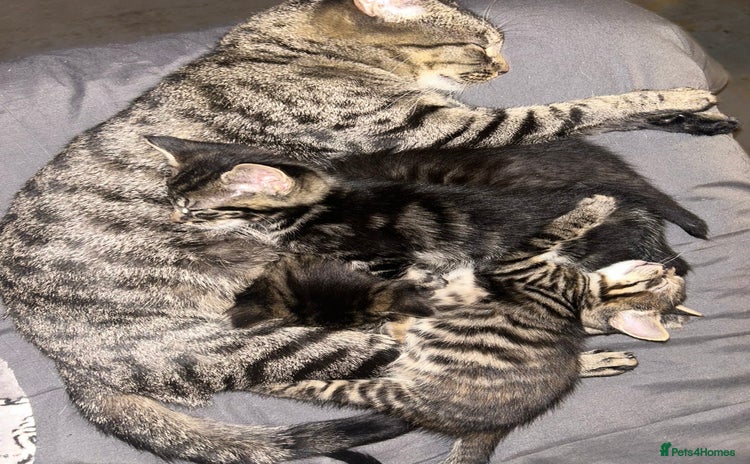 Bengal cats - Advert 7