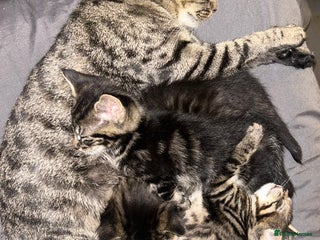 Bengal cats - Advert 36