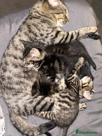 Bengal cats - Advert 8