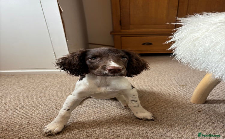 English Springer Spaniel dogs - Advert 2