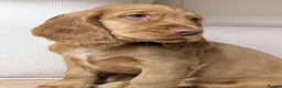 Cocker Spaniel dogs for sale: Gorgeous Show Cocker Spaniel Puppies  - Advert 4