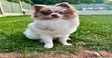 Pomeranian dogs - Advert 8