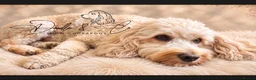 Cockapoo dogs for sale: Stunning health tested F1b Cockapoo puppies - Advert 3