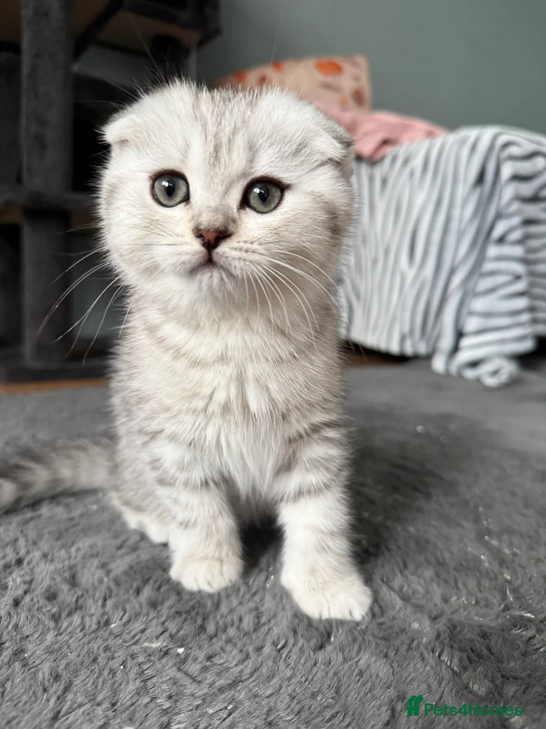 Scottish Fold cats for sale: Adorable Scottish Fold kitten looking for home 💕 in London - Advert 3
