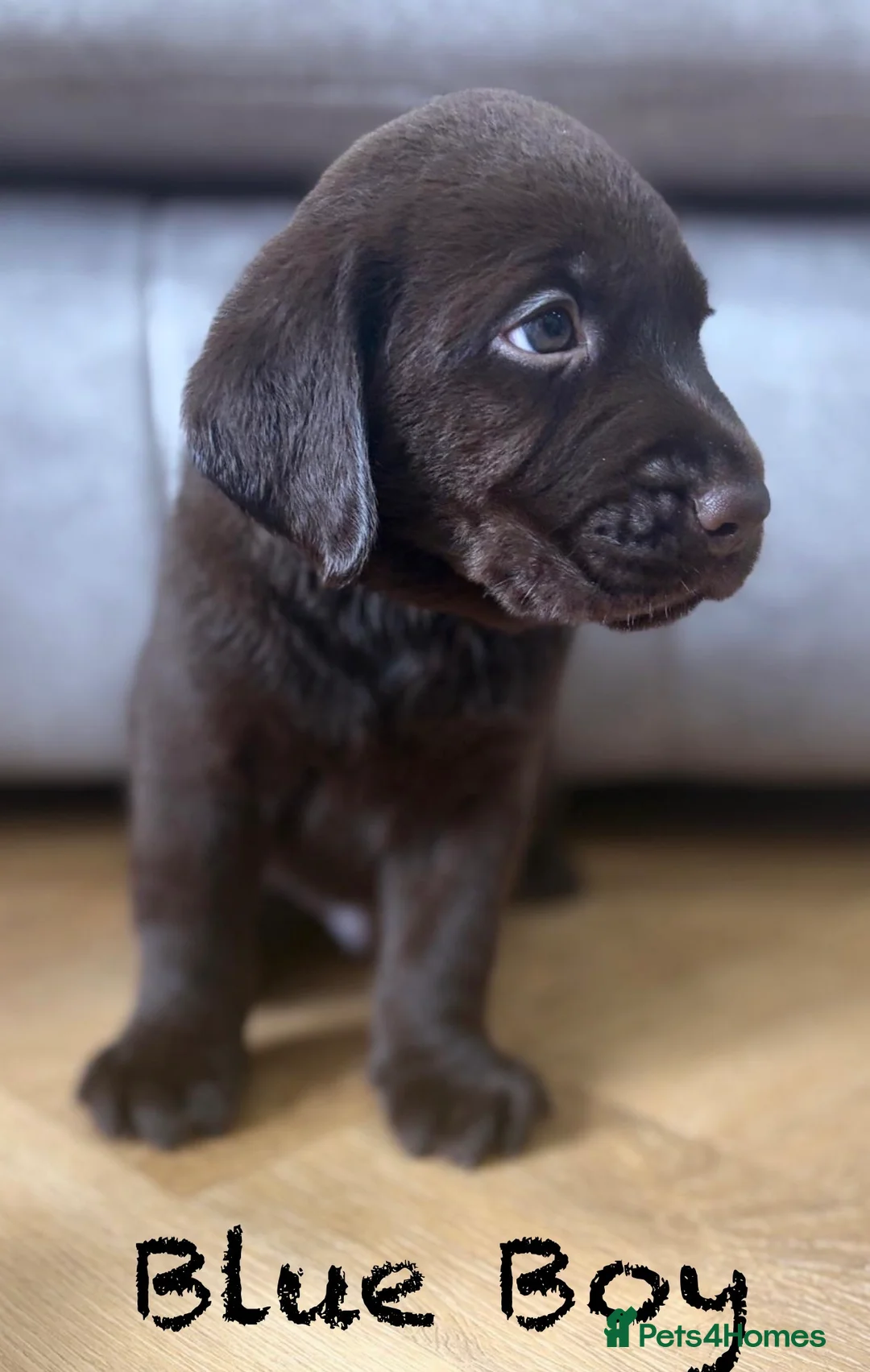 Labrador Retriever dogs for sale: Beautiful KC Chocolate Labrador Retriever Puppies - Advert 2