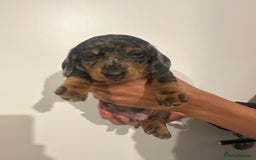 Miniature Dachshund dogs for sale: ✨Mini Smooth Hair Dachshund Ready 18/10/2025 ✨ - Image 14