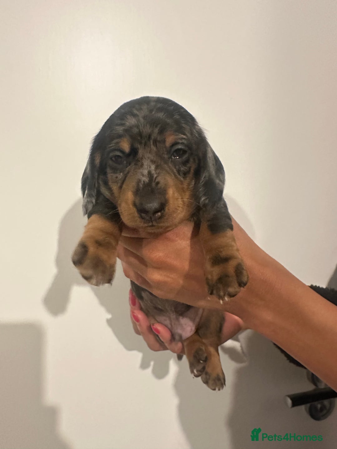 Miniature Dachshund dogs for sale: ✨Mini Smooth Hair Dachshund Ready 18/10/2025 ✨ - Image 14