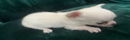 Chihuahua dogs for sale: Chihuahua puppies looking for loving homes - Advert 8