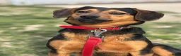 Mixed Breed dogs for adoption: Valentina - Advert 1
