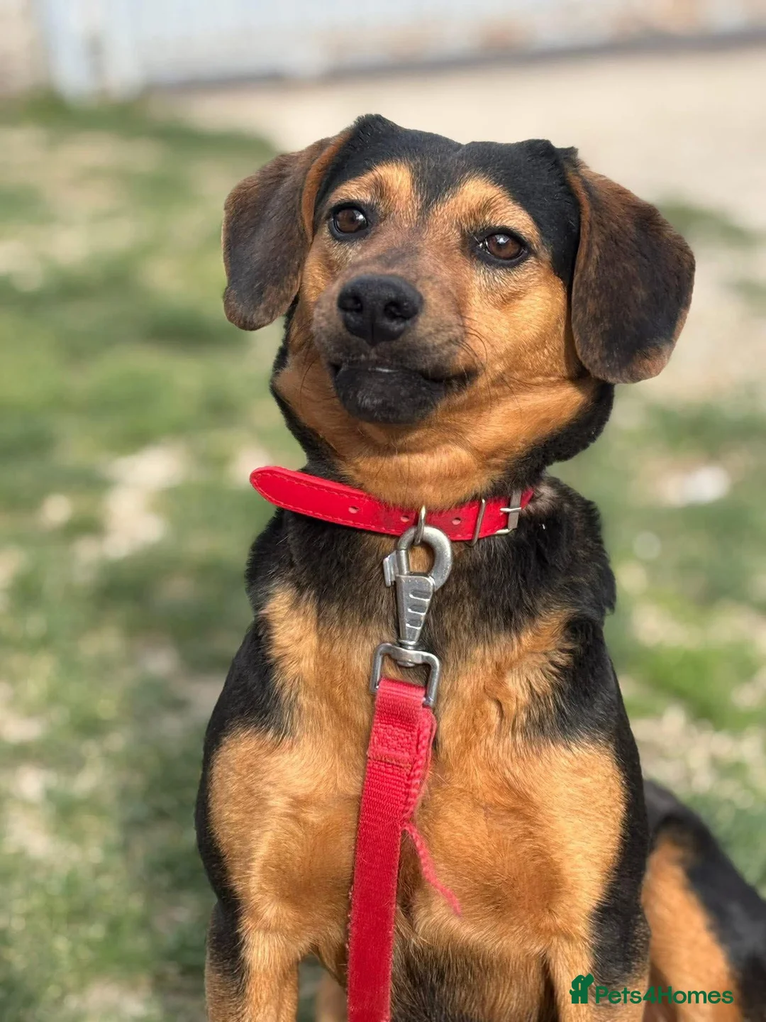Mixed Breed dogs for adoption: Valentina - Advert 1