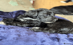 Portuguese Water Dog dogs for sale: ARTSEADOG KC registered Pure Portuguese Waterdogs - Image 12