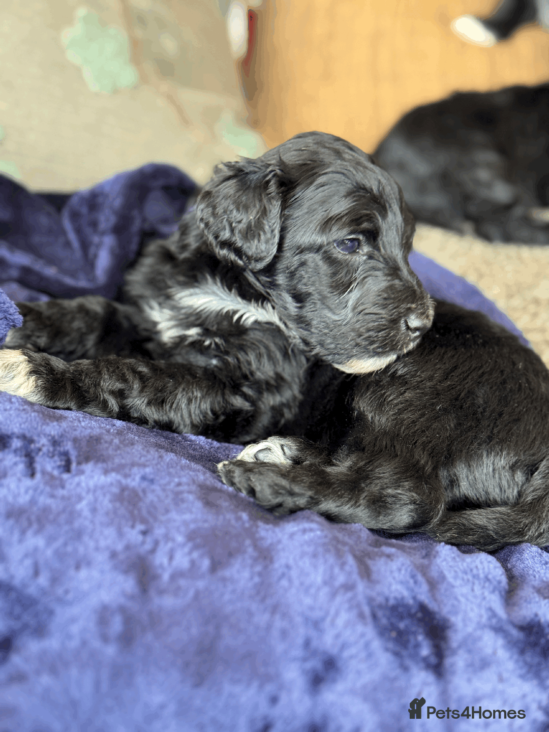 Portuguese Water Dog dogs for sale: ARTSEADOG KC registered Pure Portuguese Waterdogs - Image 12