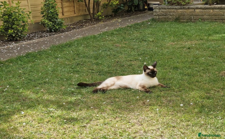 Siamese cats - Advert 6