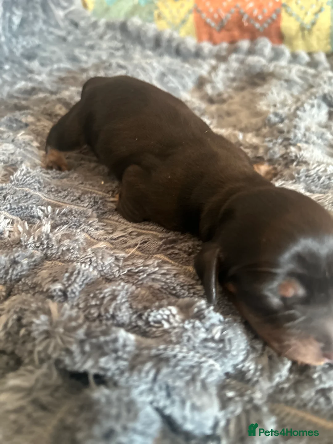 Dachshund dogs for sale: STANDARD KC REG LONGHAIRED DACHSHUNDS  - Advert 2
