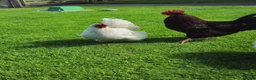 Chickens poultry for sale: Lavender chickens  - Advert 6