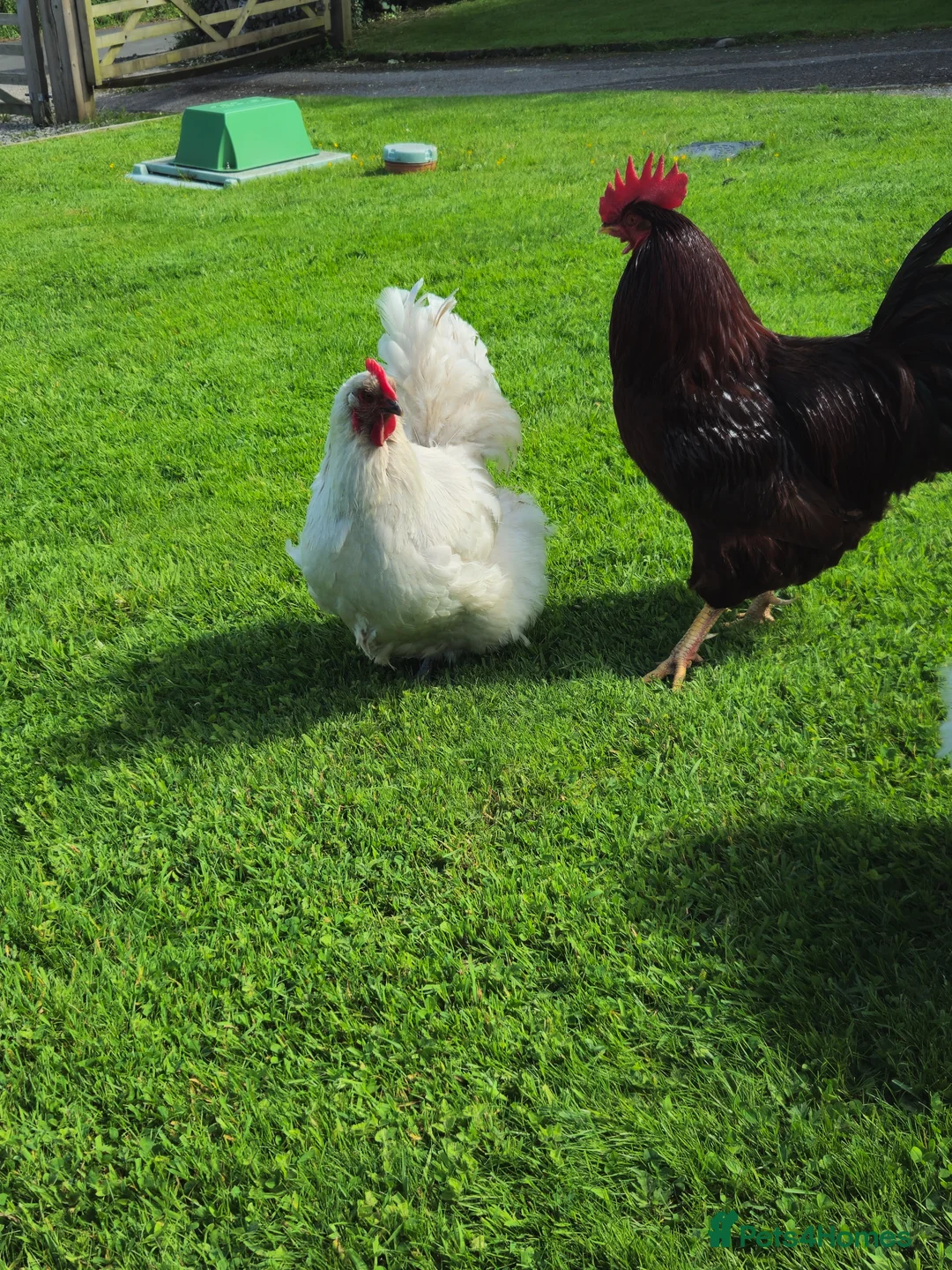 Chickens poultry for sale: Lavender chickens  - Advert 6