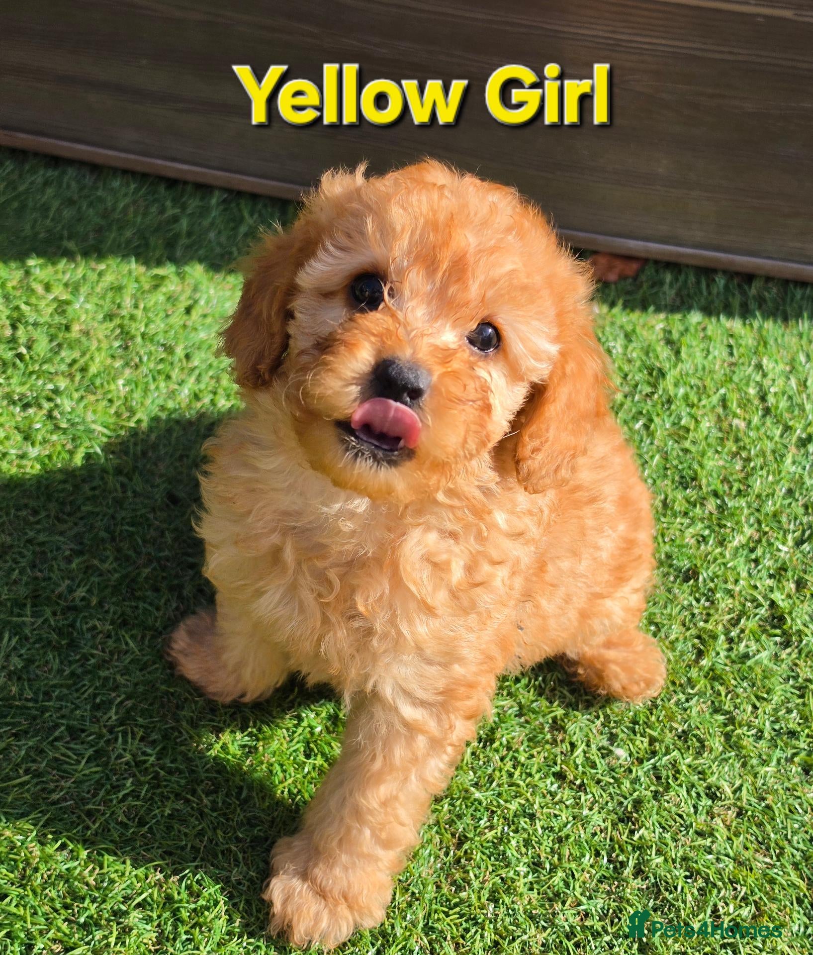 Maltipoo dogs 🐶3 beautiful maltipoo pups🐶 can leave Tuesday🐶 - Advert 10