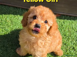 Maltipoo dogs 🐶3 beautiful maltipoo pups🐶 can leave Tuesday🐶 - Advert 10