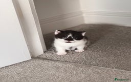 Mixed Breed cats for sale: 🐾 Half British Shorthair Kittens Available! 🐾 - Image 11